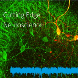 Brain Health Institute